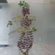 Swarna potta